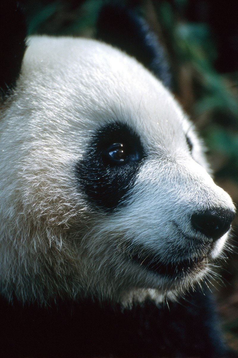 side view panda super macro close side view 630f0fa4 bb4c
