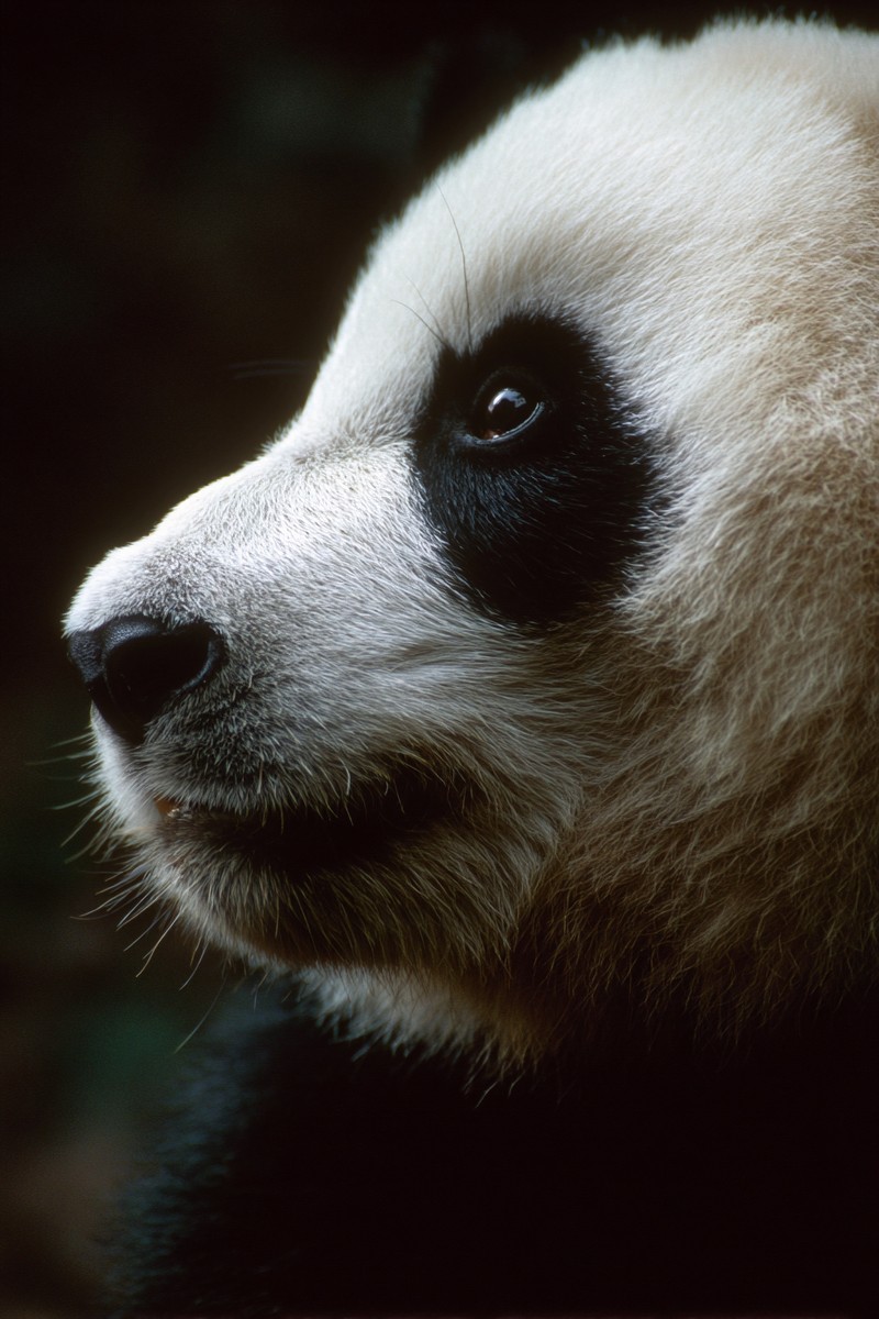 side view panda super macro close side view 630f0fa4 bb4c