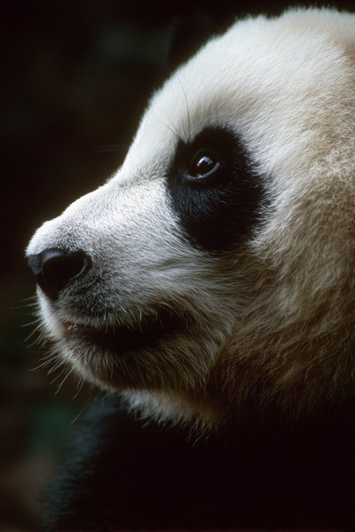 side view panda super macro close side view 630f0fa4 bb4c