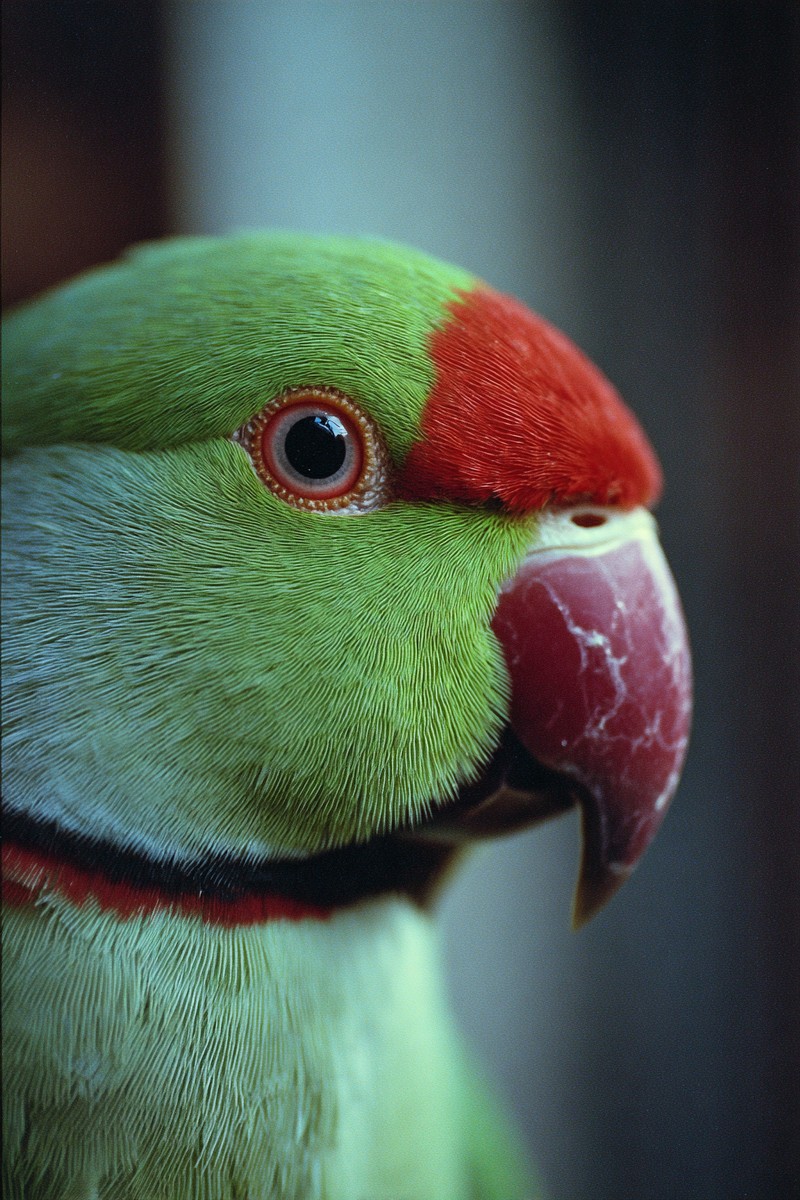 side view parrot super macro close side view 9705ec98 72cd