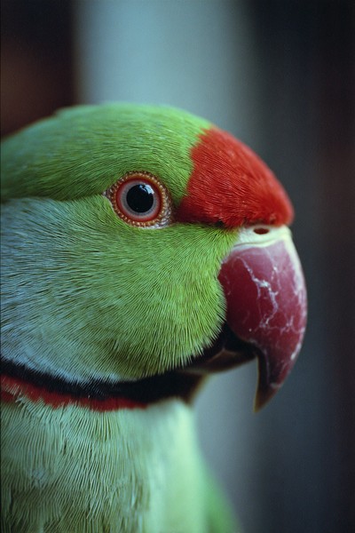 side view parrot super macro close side view 9705ec98 72cd
