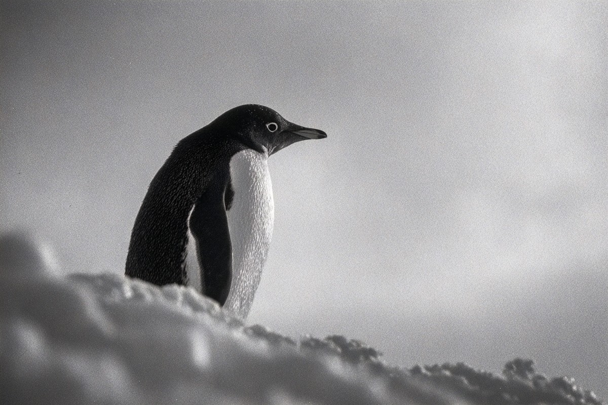 side view penguin icy antarctic landscape super f68c3070 2007 4cb0