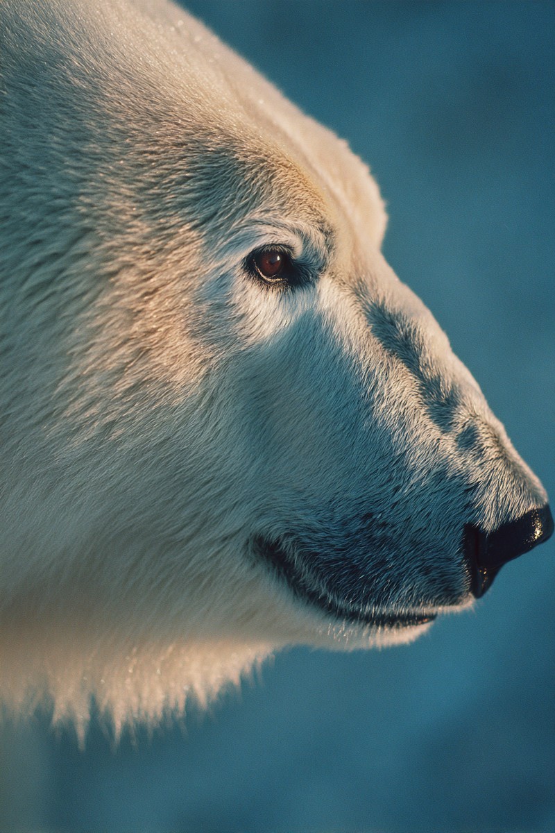 side view polar bear super macro close side 3a3d5f2a 6790