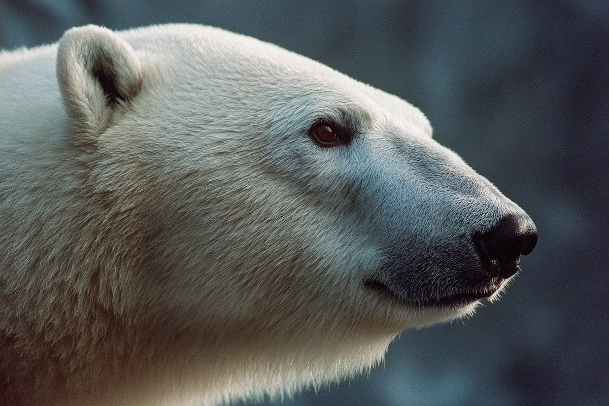 side view polar bear super macro close side 9b2cdd06 be64