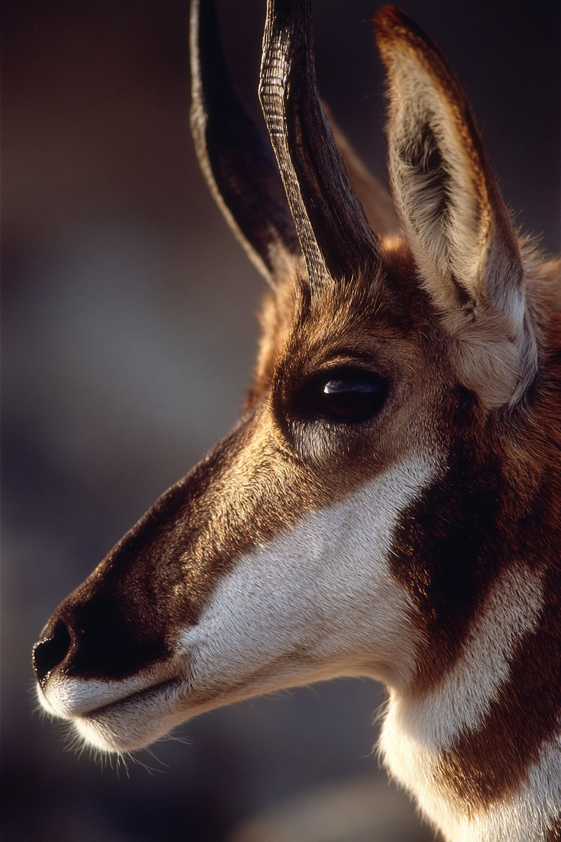 side view pronghorn antelope super macro close b83564b8 d700 4594