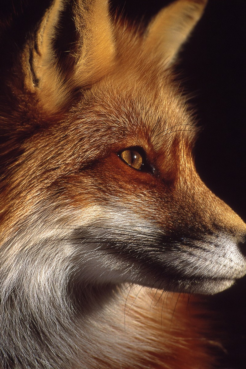 This image captures a detailed close-up view of a red fox, showcasing its striking features and rich fur textures. The fox's inquisitive expression draws the viewer into the wild, evoking a sense of connection with nature. Ideal for wildlife enthusiasts, conservation projects, or educational materials focused on animal behavior and habitat.