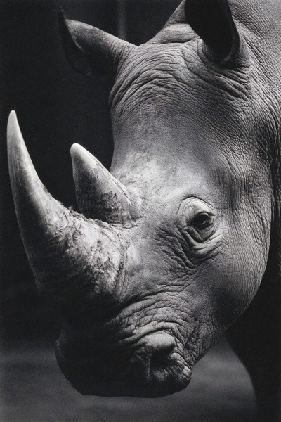 side view rhino super macro close side view 86e0152c fe61
