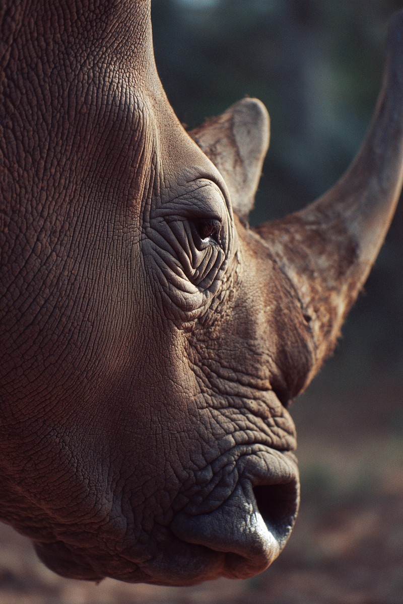 side view rhino super macro close side view 86e0152c fe61