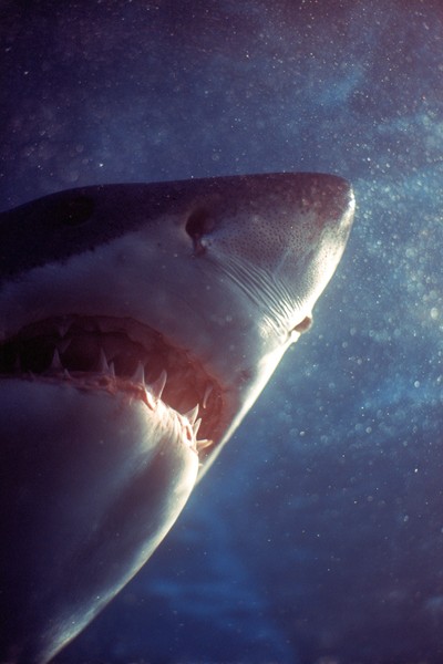 side view shark super macro close side view cf78b193 e0e5