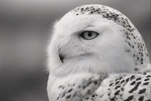 side view snowy owl arctic tundra canada super 5bf6bf32 bbd2