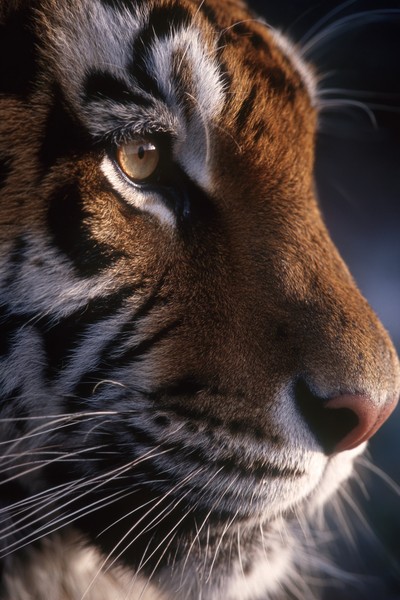 side view tiger super macro close side view 362931a4 b31f