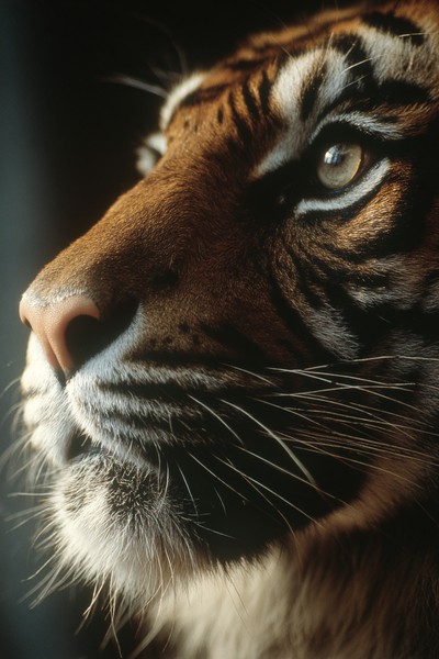 side view tiger super macro close side view 362931a4 b31f