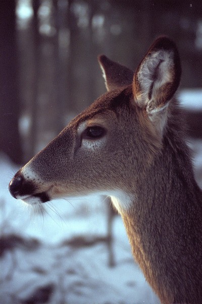 side view white tailed deer super macro close 6131ce9d 7438
