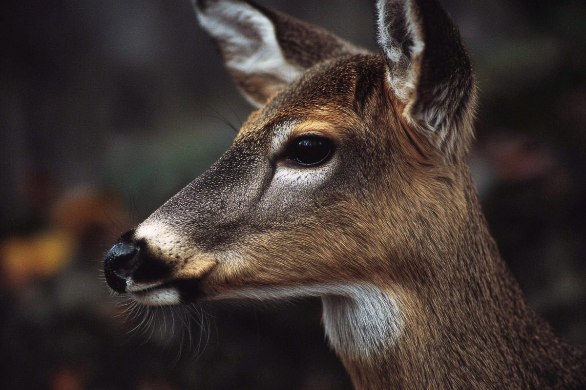 This super macro close-up image captures the intricate details of a white-tailed deer from a side view. The black background emphasizes the delicate features of the deer, making it an ideal choice for wildlife enthusiasts, nature publications, or educational materials. Perfect for showcasing the beauty of wildlife in conservation campaigns or art projects.