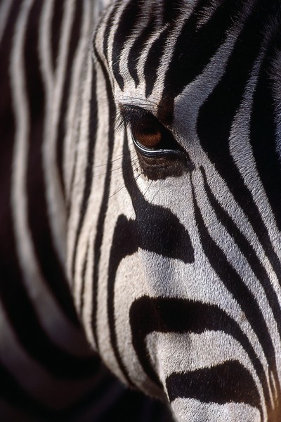 side view zebra super macro close side view 951599c2 f401