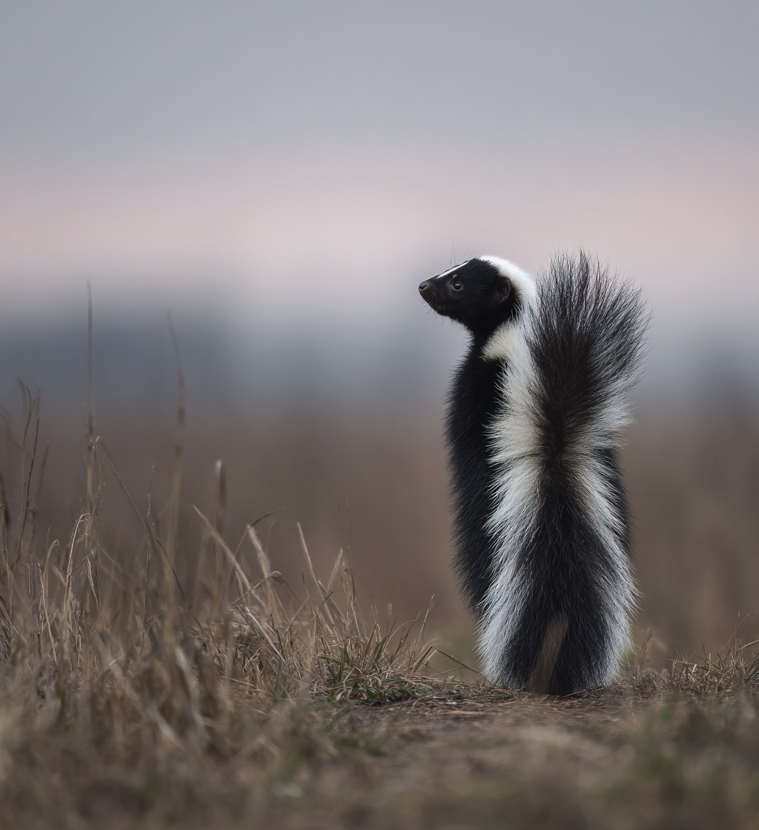 skunk standing its hind legs fluffy tail rais f50899c1 e266