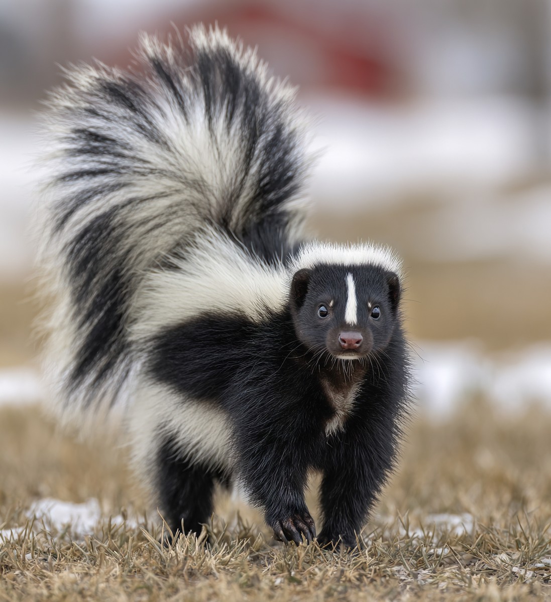 skunk with its tail raised the air showing a812ae98 c10c
