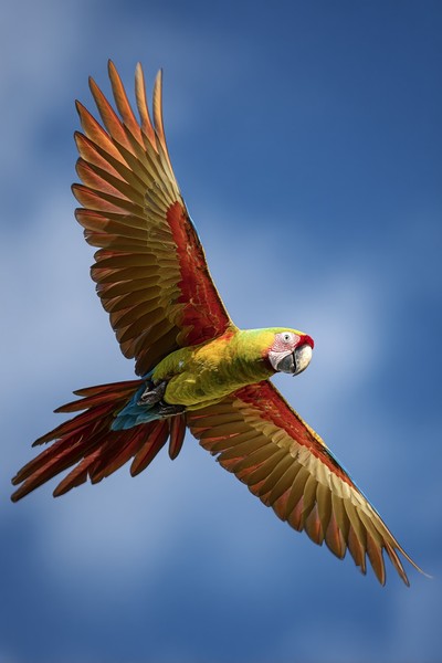tropical parrot with bright feathers flying over