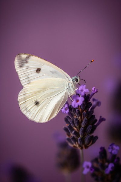 white butterfly lavender flower against purpl