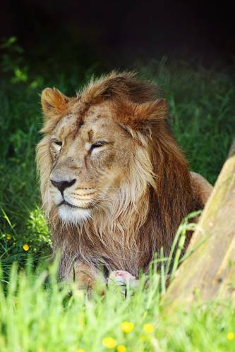   grass  adventure  animal  male  wildlife 