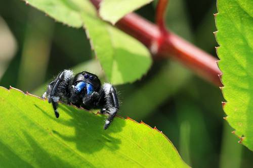 spider black and blue bee on green leaf during daytime jumping spider