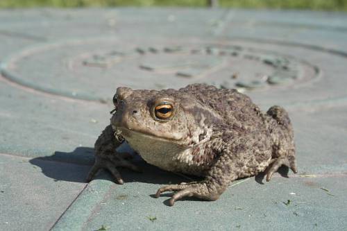   wildlife  frog  toad  amphibian  closeup 
