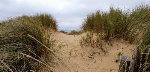   sand  green  dune  vegetation  natural 