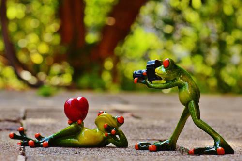   camera  photographer  animal  cute  love 