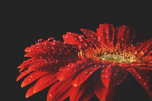   blossom  petal  bloom  pollen  black  flora 