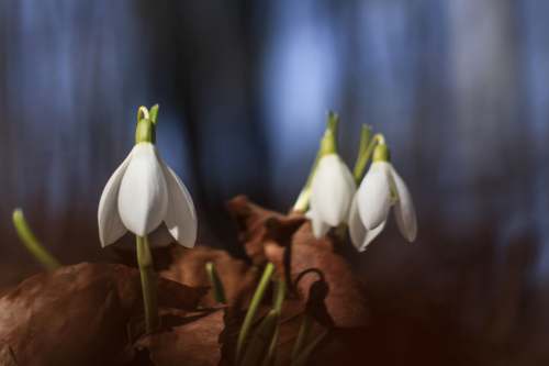 life shallow focus photography of white flowers spring