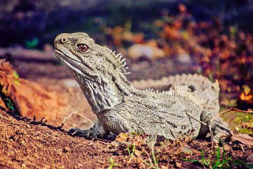 lizard brown and gray bearded dragon on brown dried leaves tuatara