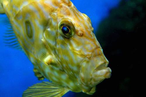   underwater  green  yellow  close up 