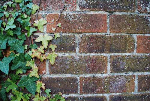   nature  plant  lawn  old  pattern  red  ivy 