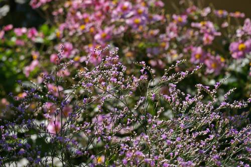   nature  grass  blossom  meadow  purple 