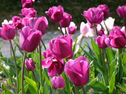   petal  bloom  tulip  spring  color  pink 