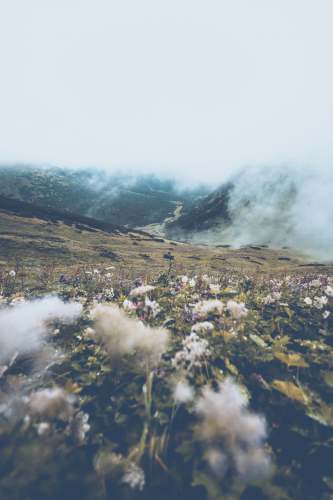 scenery white flowers on green grass field near mountain during daytime mountain