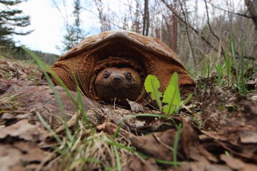 Iron Ore Stained Snapping Turtle  