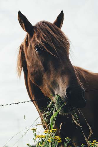 horse brown horse eating grass during cloudy sky animal wallpapers