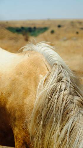 horse brown horse on brown field during daytime mammal