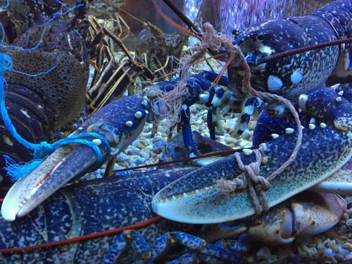   food  seafood  fish  invertebrate 