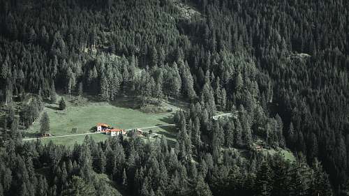 austria green grass nlawn forest