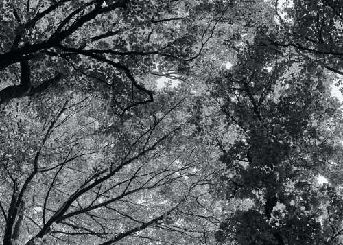 grey grayscale photo of trees during daytime sauerland