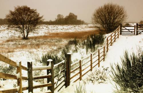   landscape  tree  nature  outdoor  snow  cold 
