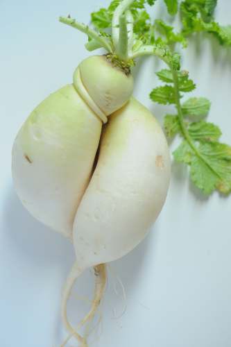 plant white garlic on white surface food
