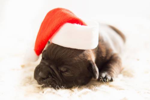   white  puppy  cute  pet  red  hat  christmas 