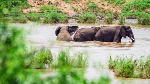 elephant  herd