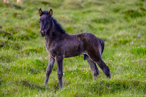 horse shallow focus photography of black donkey iceland