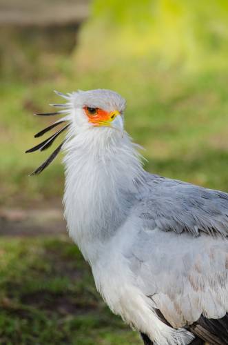   bird  wing  wildlife  beak  fauna 