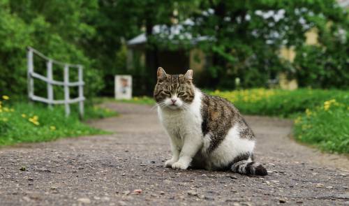   mammal  small to medium sized cats  felidae 