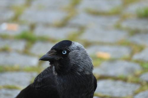   nature  branch  wildlife  beak  black  fauna 